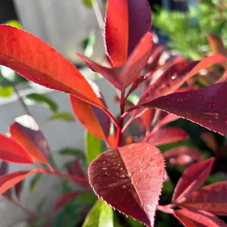 Διαμέρισμα V *