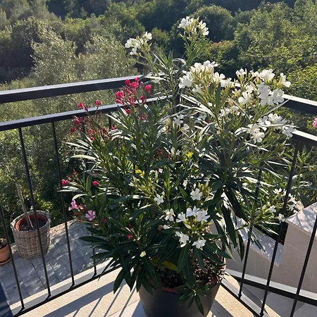 V Apartman Rabac